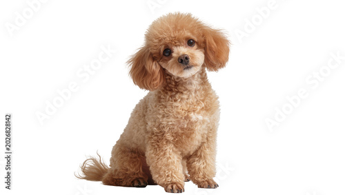 Canvastavla Fluffy toy poodle dog with curly brown fur, sitting attentively isolated on tran