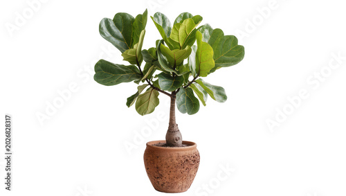Schilderij op canvas Fiddle leaf fig plant in a textured terracotta pot, isolated on transparent back