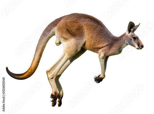 Foto Red kangaroo mid-leap powerful hind legs extended, isolated on transparent backg