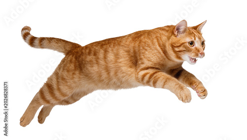Fotografija Orange tabby cat mid-air leap with mouth open, isolated on transparent backgroun