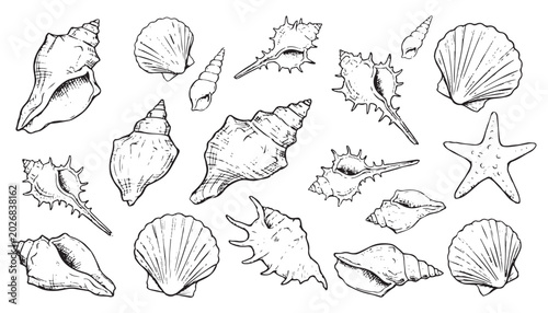 Foto Diverse collection of detailed sea shells and starfish illustrations