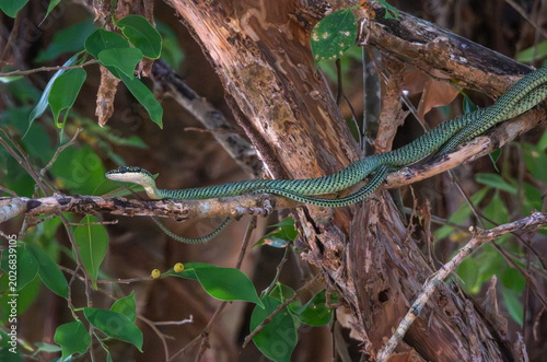 Chrysopelea, flying or gliding snake, on a tree, Phuket, Thailand