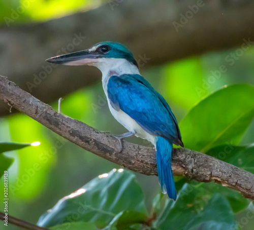 Collared or black-masked or mangrove kingfisher, Todiramphus chloris