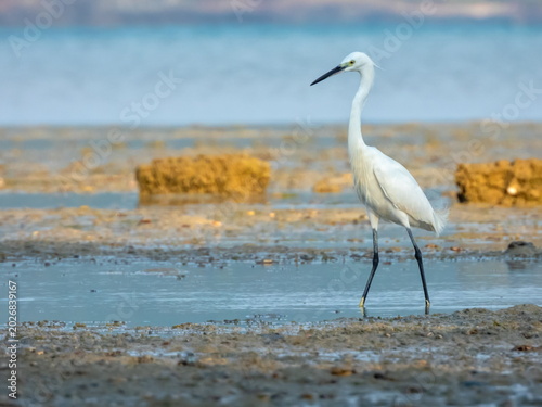 Little egret, Egretta garzetta, walking on the sea shore