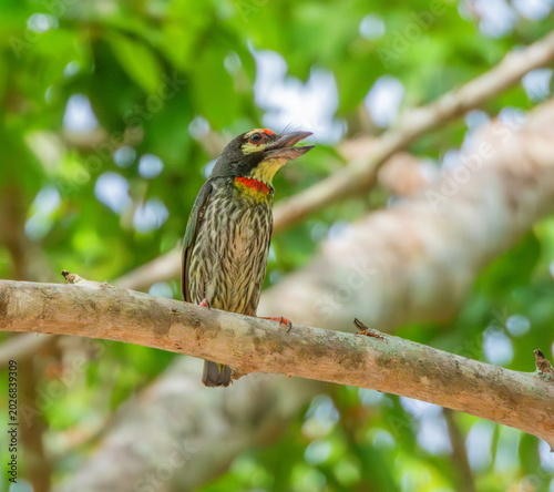 Coppersmith, crimson-breasted barbet bird, Psilopogon haemacephalus on a branch