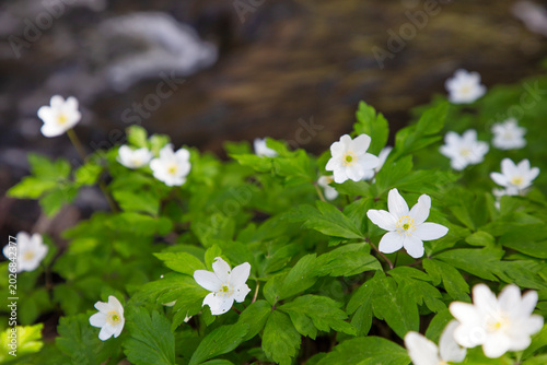 Close-up of beautiful white anemone flowers