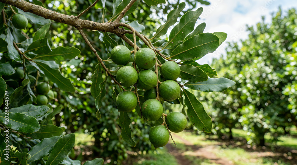 Fototapeta premium Green macadamia nuts growing on a tree branch in a lush farm background
