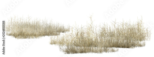 Fotografía grass isolated on white/High-resolution isolated dry grass clusters on white background, perfect for architectural rendering and digital collage