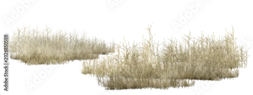 Obraz  z motywem grass isolated on white/High-resolution isolated dry grass clusters on white background, perfect for architectural rendering and digital collage. 