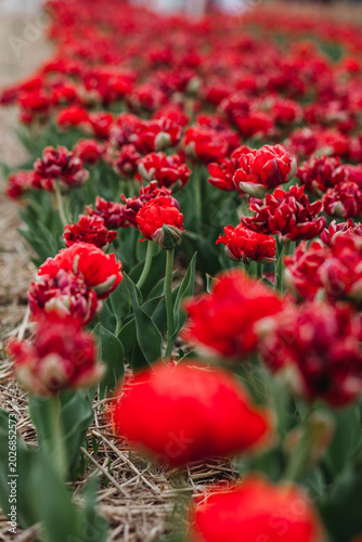 Red tulips in the field. 