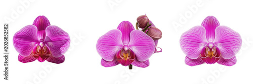 Foto Exotic PNG set of a beautiful purple orchid flower head isolated on white backgr