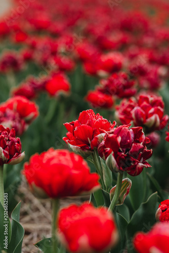 Red tulips in the field. 