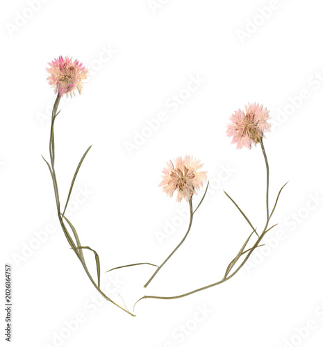 Pressed Wildflower Composition Isolated on White Background. Delicate Pink Flowers Arrangement.