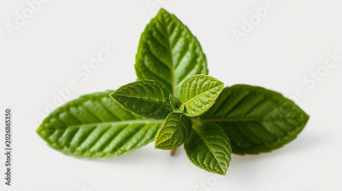 Fresh green mint leaves on white background herb plant with vibrant foliage natural texture and color