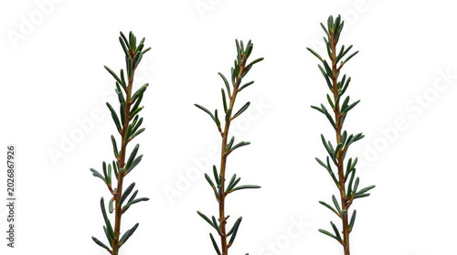 Three rosemary herb stems on white background for cooking and herbal remedies
