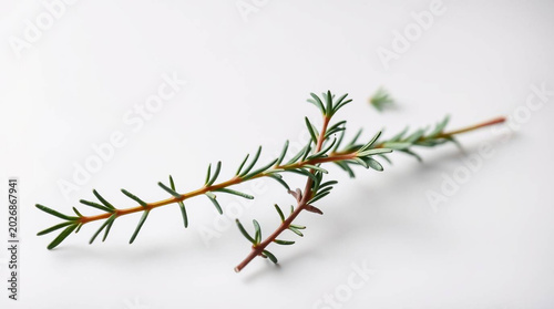 Spruce tree branch with green needles on white background natural evergreen foliage