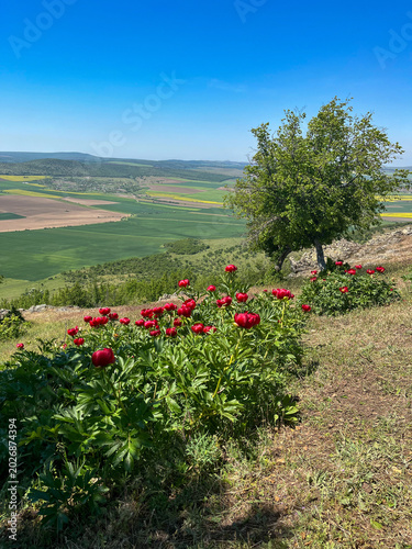 Canvastavla Peonies in the field, Consul Ridge, Tulcea, Romania