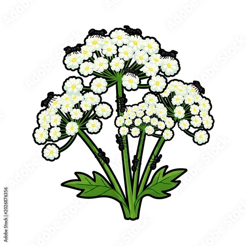A cluster of white flowers with green stems and leaves, adorned with small black insects