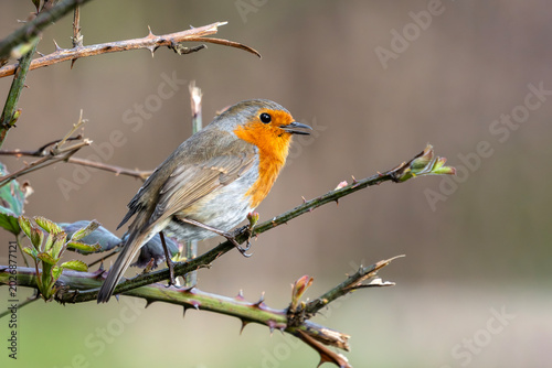 Robin redbreast (Erithacus rubecula) bird a British European garden songbird with a red or orange breast often found on Christmas cards, wildlife stock photo image