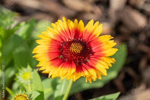 Gaillardia x grandiflora 'Kobold' a spring summer flower plant commonly known as blanket flower, gardening stock photo image