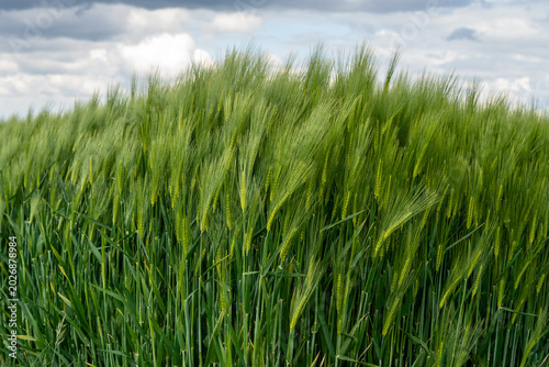 Foto Wheat field swaying in the wind under cloudy sky during late afternoon hours in