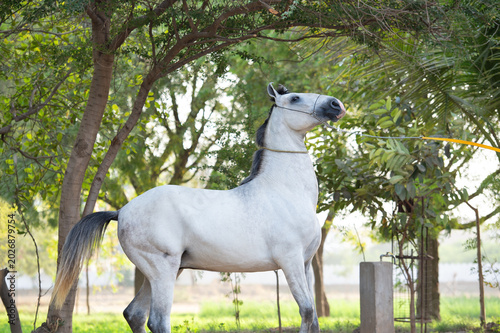 emotional portrait of beautiful young grey Marwari stallion posing near paddock. India