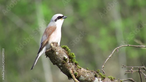 The common shrike, or Lanius collurio, is singing on a branch in a field
