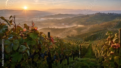 nebbiolo. Nebbiolo vineyard on Piedmont hills at sunrise with morning mist over grapes. menu design, packaging mockups, designed for culinary blogs and recipe cards for restaurants.