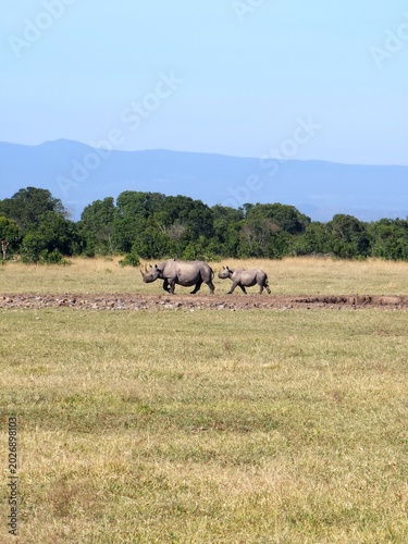 A black rhino with a calf walking towards the watering hole in Ol Pejeta Conservancy in Laikipia, Kenya.
