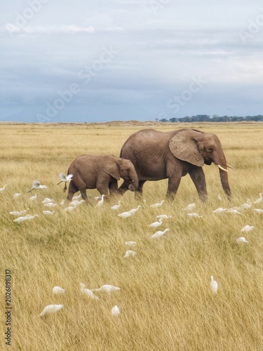 Two African savanna elephants walking through a congregation of cattle egrets in Amboseli National Park in Kenya. 