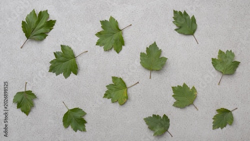 hawthorn. Minimalist arrangement of scattered hawthorn leaves on a light grey concrete surface. gardening catalogs, home-decor guides, designed for gardening and botanical catalogs.