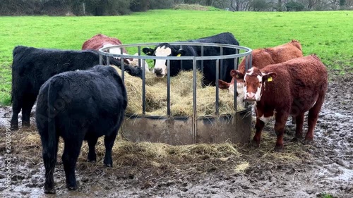 Bullocks eating hay close up shot