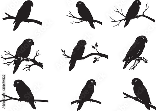 Valokuva A set of love bird in silhouette.