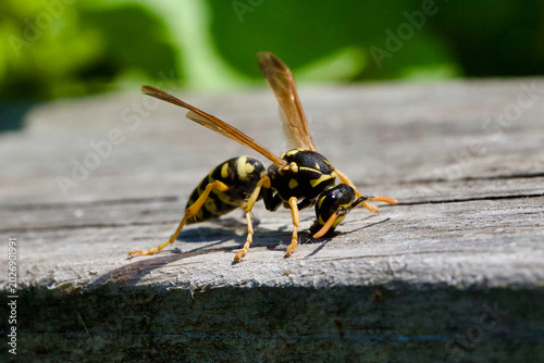 Fotografía Paper wasp on old wooden surface, macro of yellowjacket insect close-up