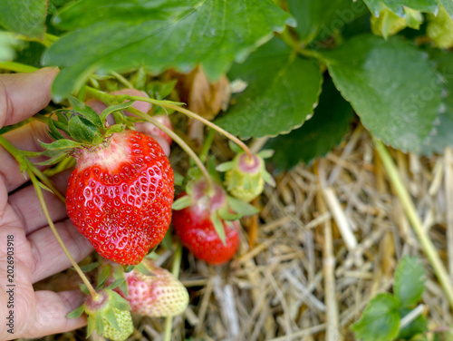 Fresh strawberries growing in an open farm field, ready for hand picking during the summer harvest season.