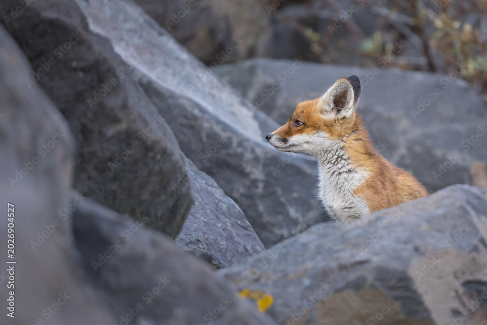 Fototapeta premium Young red fox cub in nature curious and to explore the world