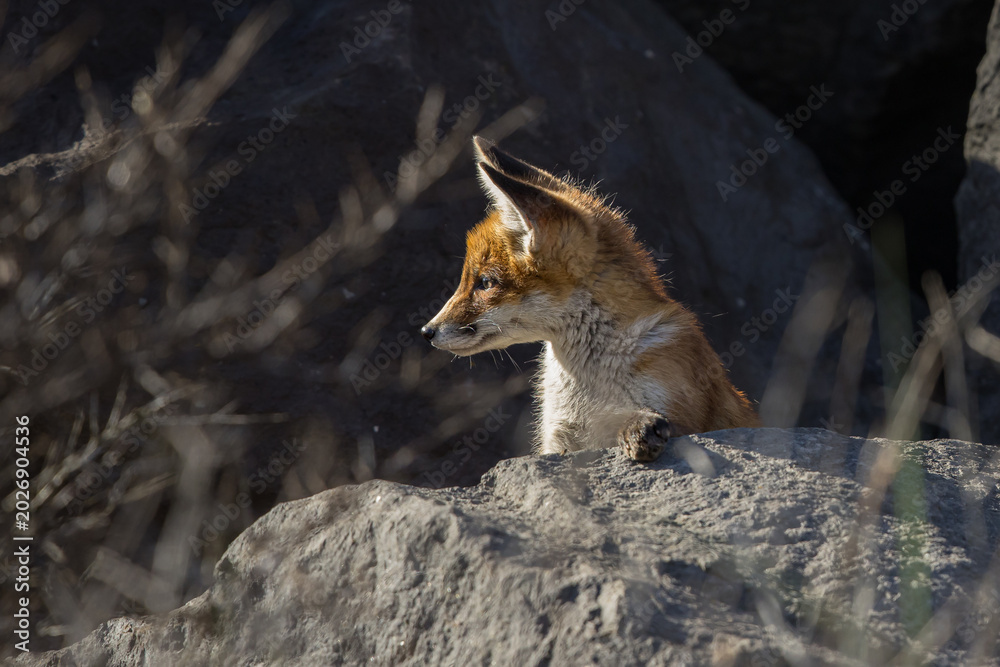 Fototapeta premium Young red fox cub in nature curious and to explore the world