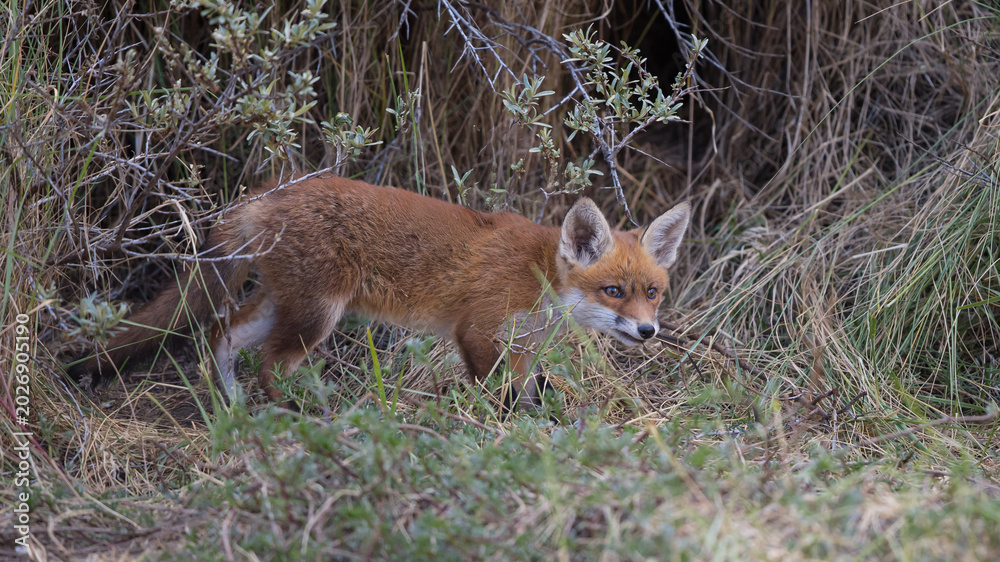 Fototapeta premium Young red fox cub in nature curious and to explore the world