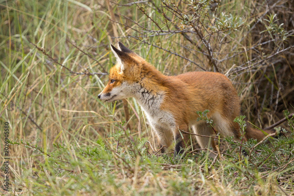 Fototapeta premium Young red fox cub in nature curious and to explore the world