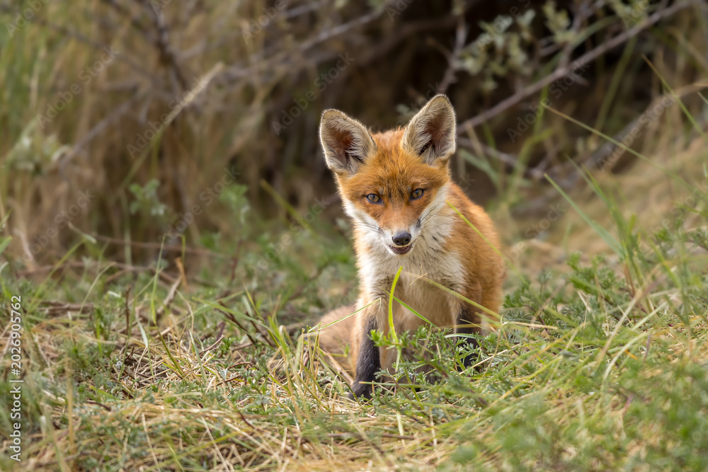 Fototapeta premium Young red fox cub in nature curious and to explore the world