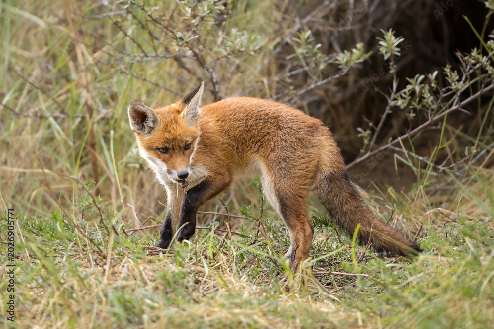 Fototapeta premium Young red fox cub in nature curious and to explore the world