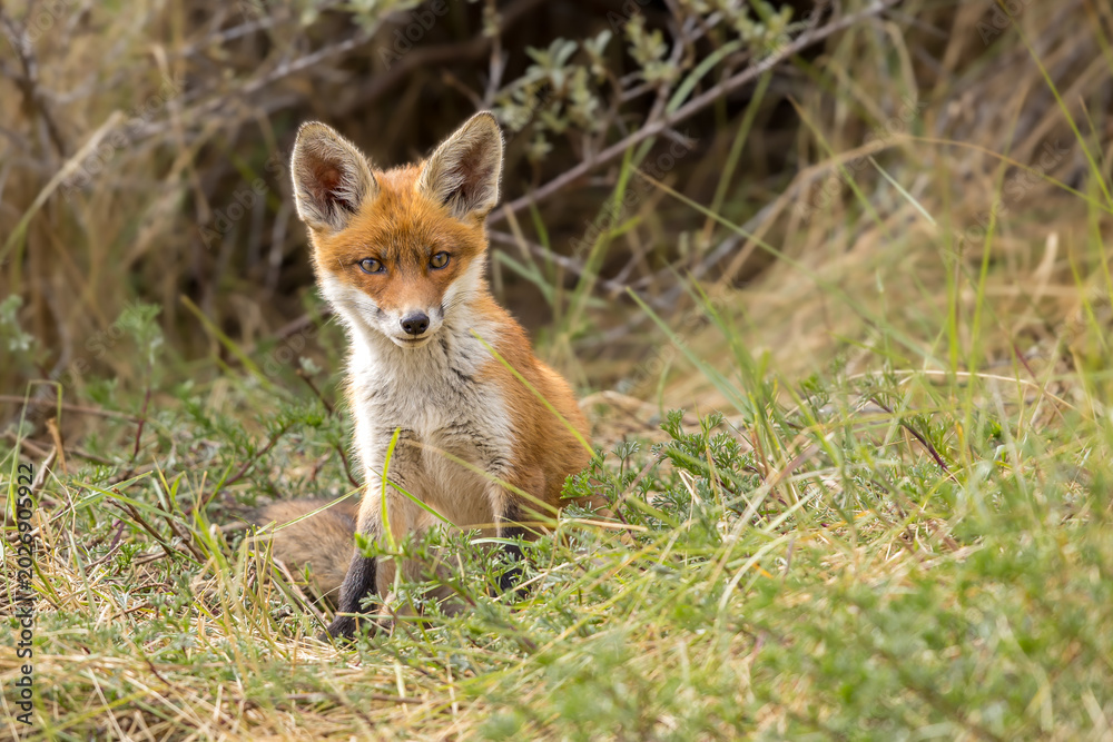 Fototapeta premium Young red fox cub in nature curious and to explore the world