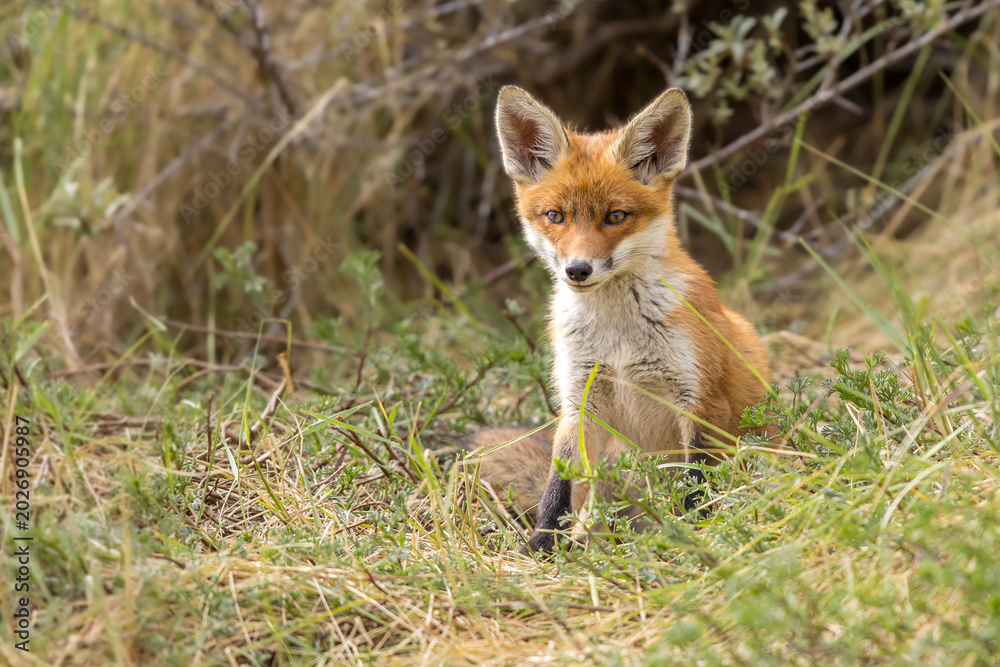 Fototapeta premium Young red fox cub in nature curious and to explore the world