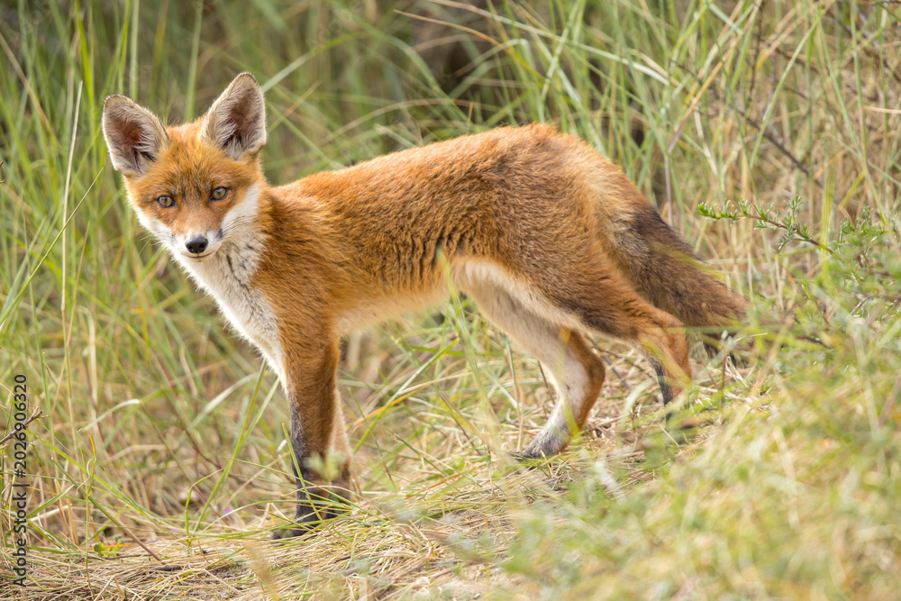 Fototapeta premium Young red fox cub in nature curious and to explore the world