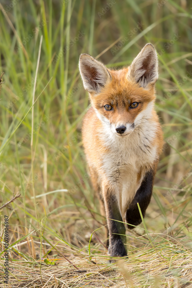 Fototapeta premium Young red fox cub in nature curious and to explore the world