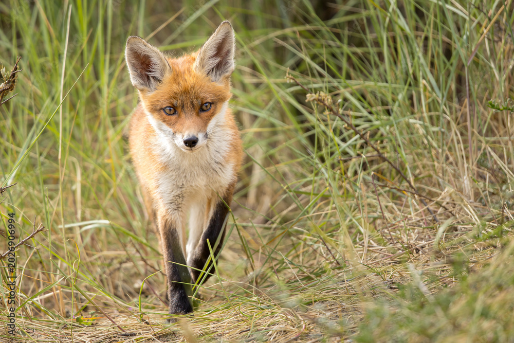 Fototapeta premium Young red fox cub in nature curious and to explore the world