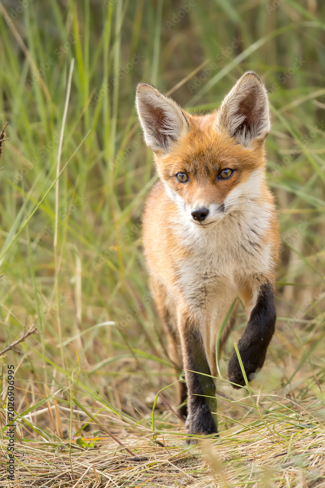 Fototapeta premium Young red fox cub in nature curious and to explore the world