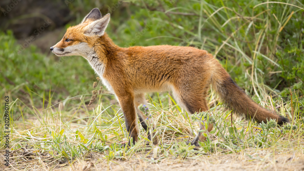 Fototapeta premium Young red fox cub in nature curious and to explore the world