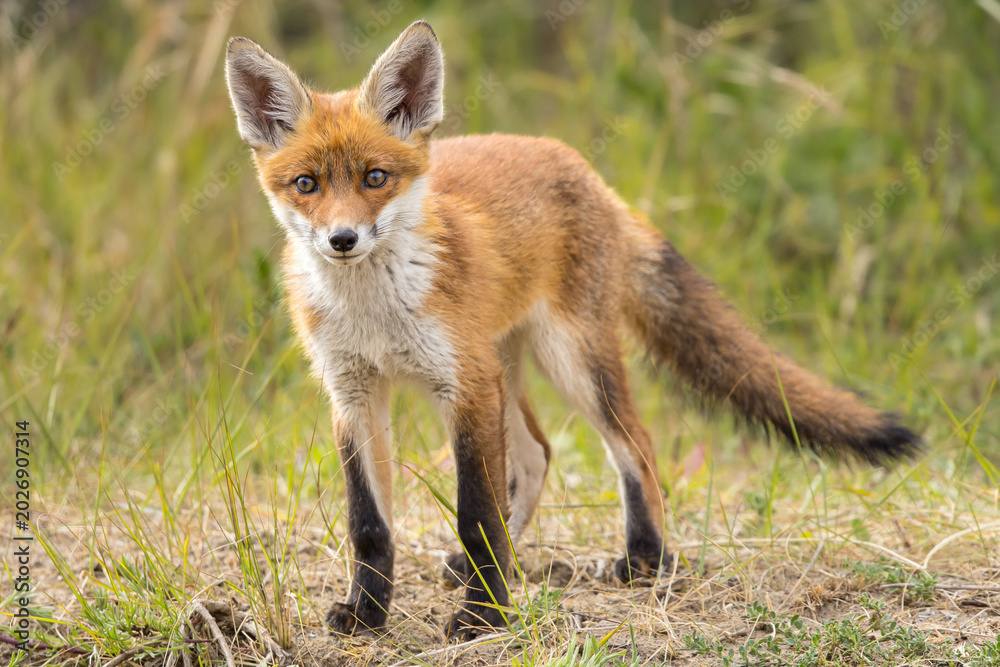 Fototapeta premium Young red fox cub in nature curious and to explore the world