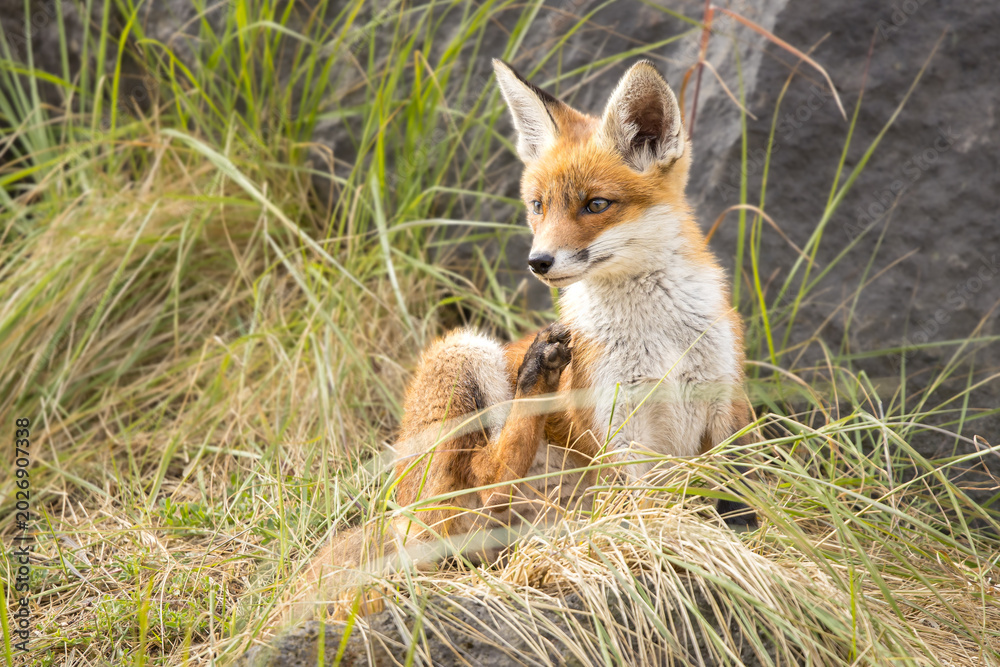 Fototapeta premium Young red fox cub in nature curious and to explore the world